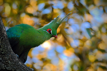 Schalow's Turaco, Tauraco schalowi, detail portrait of exotic green bird in the leaves with sun...
