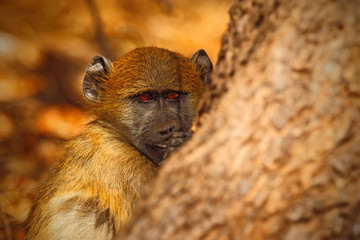 Chacma baboon, Papio hamadryas ursinus, portrait of monkey in the nature habitat, Victoria Falls, Zambezi River, Zimbabwe