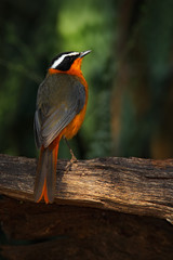 White-browed Robin-Chat, Cossypha heuglini, detail of exotic brown and orange african bird in the dark forest nature habitat, Victoria Falls, Zambezi River, Zimbabwe