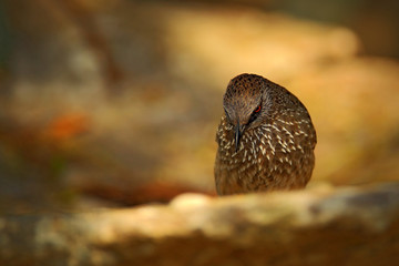 Arrow-marked Babbler, Turdoides jardineii, detail of exotic grey african bird with red eye in the nature habitat, Chobe National Park, Botswana, Africa