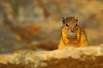 Tree Squirrel, Paraxerus cepapi chobiensis, eating nut, detail of exotic African little mammal with red eye in the nature habitat, Chobe National Park, Botswana, Africa