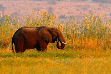 Fototapeta premium African Elephant walking in the water yellow and green grass, big animal in the nature habitat, Chobe National Park, Botswana, Africa