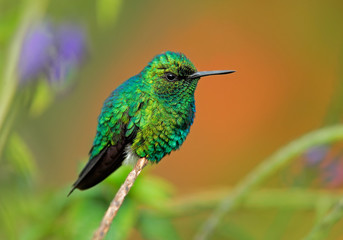 Fototapeta na wymiar Western Emerald, Chlorostilbon melanorhynchus, hummingbird in the Colombia tropic forest, blue an green glossy bird in the nature habitat