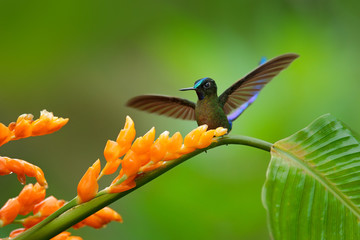 Hummingbird Long-tailed Sylph, Aglaiocercus kingi, with long blue tail feeding nectar from orange flower, beautiful action scene with open wings, bird in the habitat, Tatama National Park, Colombia