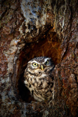 Little Owl, Athene noctua, in the tree nest hole forest in central Europe, portrait of small bird in the nature habitat, Czech Republic