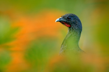 Rufous-vented Chachalaca, Ortalis ruficauda, art view, exotic tropic bird in the forest nature habitat, green and orange flower tree, detail portrait, Trinidad and Tobago