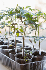 Sprouts of a tomato in plastic cups on the window sill