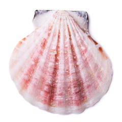Bivalve seashell isolated on white background. Top view
