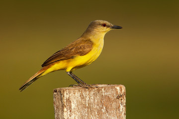 Cattle tyrant, Machetornis rixosa, yellow and brown bird with clear background, Pantanal, Brazil