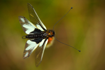 Owlflies, Libelloides lacteus, beautiful insect in the nature habitat, Gargano, Italy