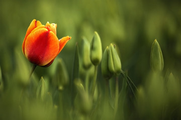 Red and orange tulip bloom, red beautiful tulips field in spring time with sunlight, floral background, garden scene, Holland, Netherlands