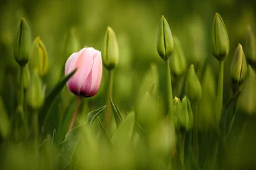 Fotobehang Pink tulip bloom, red beautiful tulips field in spring time with sunlight, floral background, garden scene, Holland, Netherlands © ondrejprosicky