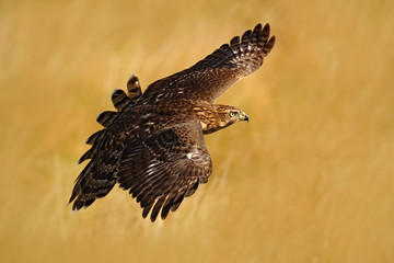 Flying bird of prey Goshawk, Accipiter gentilis, with yellow summer meadow in the background, bird in the nature habitat, action scene, Germany