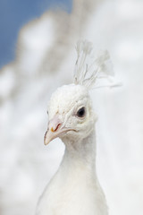 Closeup of a Head of a White Peacock