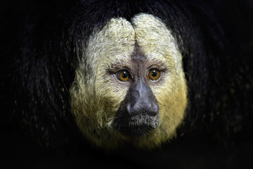 White-faced Saki, Pithecia pithecia, detail portrait of dark black monkey with white face, animal in the nature habitat, wildlife, Brazil