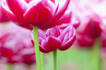 Closeup of Tulip Flower at Blossom