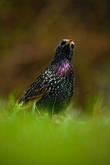 European Starling, Sturnus vulgaris, dark bird in beautiful plumage walking in green grass, animal in the nature habitat, spring, Germany