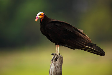Lesser Yellow-headed Vulture, Cathartes burrovianus, Pantanal, Brazil
