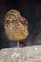 Burrowing Owl, Athene cunicularia, sitting in stone wall, little bird in the nature habitat, Florida, USA