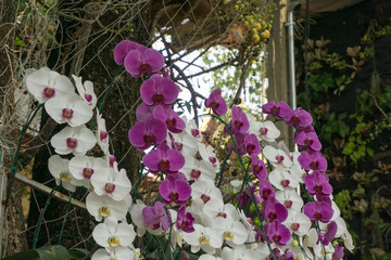branch of purple and white orchids flower