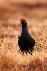Black Grouse, Tetrao tetrix, lekking nice black bird in marshland, animal in the nature forest habitat, Sweden