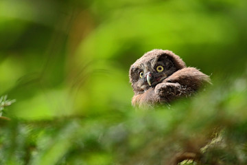 Small bird Boreal owl, Aegolius funereus, sitting on the tree branch in green forest background, young, baby, cub, calf, pup, Sweden