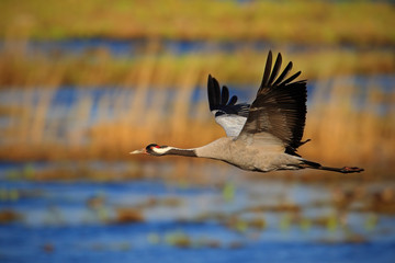 Fototapeta premium Common Crane, Grus grus, flying big bird in the nature habitat, Germany