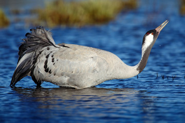 Common Crane, Grus grus, drinking water, big bird in the nature habitat, Lake Hornborga, Sweden