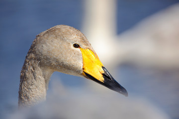 Whooper Swan, Cygnus cygnus, bird portrait with open bill, Lake Kusharo, other blurred swan in the background, winter scene with snow, Japan