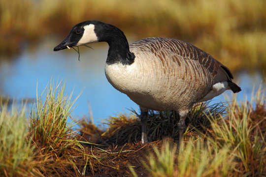 Brant Bilder Durchsuchen 2,704 Archivfotos, und Videos