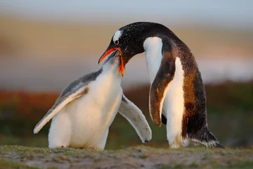 Foto op Aluminium Scène voeden. Jonge ezelspinguïn die voedsel bedelen naast volwassen ezelspinguïn, Falkland. Pinguïns in het gras. Jonge ezel met ouder. Open pinguïnrekening. Jong met volwassen. Pinguïns in de natuur. © ondrejprosicky
