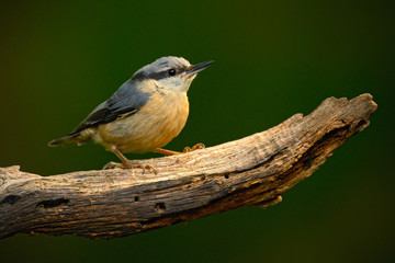 Eurasian Nuthatch, Sitta europaea, beautiful yellow and blue-grey songbird sitting on the branch, bird in the nature forest habitat, Song bird in the Germany