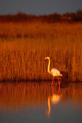 Greater Flamingo, Phoenicopterus ruber, beautiful pink big bird in dark blue water, with evening sun, reed in the background, animal in the nature habitat, sunset in the nature, Italy