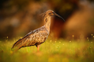 Plumbeous Ibis, Theristicus caerulescens, exotic bird in the nature habitat, bird sitting in grass with beautiful evening sun light, during sunset, Barranco Alto, Pantanal, Brazil