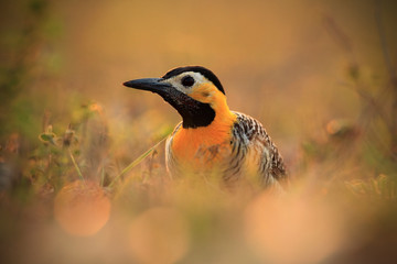 Campo Flicker, Colaptes campestris, exotic woodpecker in the nature habitat, bird sitting in the grass, yellow and black head, detail portrait in evening sun, Mato Grosso, Pantanal, Brazil