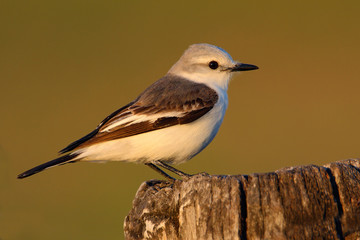 Fototapeta premium Flycatcher in the nature habitat, bird sitting in the grass, white and grey bird, Mato Grosso, Pantanal, Brazil