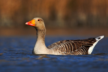 Bird Greylag Goose, Anser anser, floating on the water surface