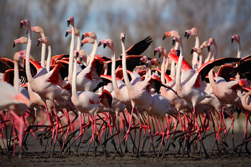 Naklejka premium Flock of Greater Flamingo, Phoenicopterus ruber, Nice pink big bird, dancing in the water, animal in the nature habitat, Camargue, France