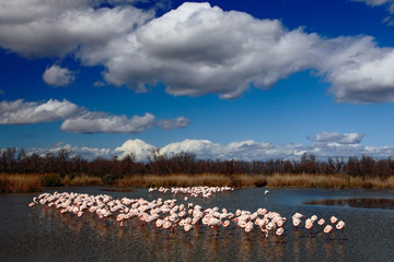 Flock of  Greater Flamingo, Phoenicopterus ruber, nice pink big bird, dancing in the water, animal in the nature habitat, with blue sky and clouds, Camargue, France