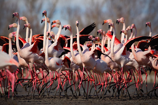 Fototapeta Flock of  Greater Flamingo, Phoenicopterus ruber, Nice pink big bird, dancing in the water, animal in the nature habitat, Camargue, France