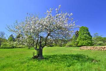 Kwitnące drzewo i krzyż - wiosna w Beskidzie Niskim - obrazy, fototapety, plakaty