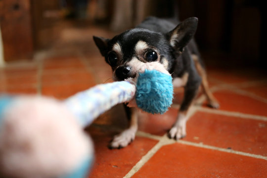 Chihuahua Dog Tugging Rope Toy
