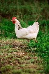 rustic chicken white coloring on a background of grass