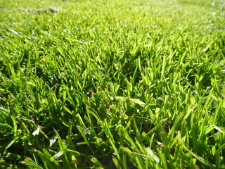 green moisty grass texture on a meadow