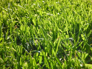green moisty grass texture on a meadow