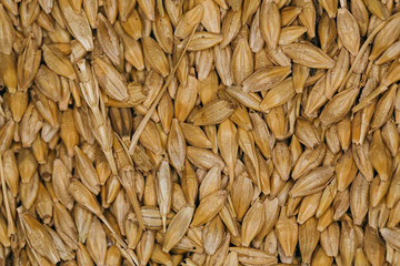 lot of fresh grains wheat close-up