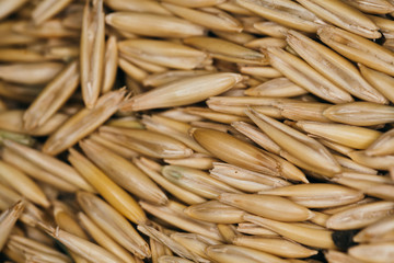 lot of fresh beans close-up oats