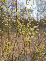 Fototapeta premium Willow flowering in the spring