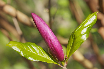 magnolia flower on the blur spring greens background