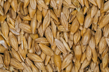 lot of fresh grains wheat close-up